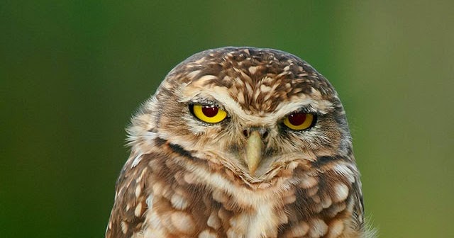 wild birds unlimited the burrowing owl is true to its name wild birds unlimited the burrowing owl is true to its name