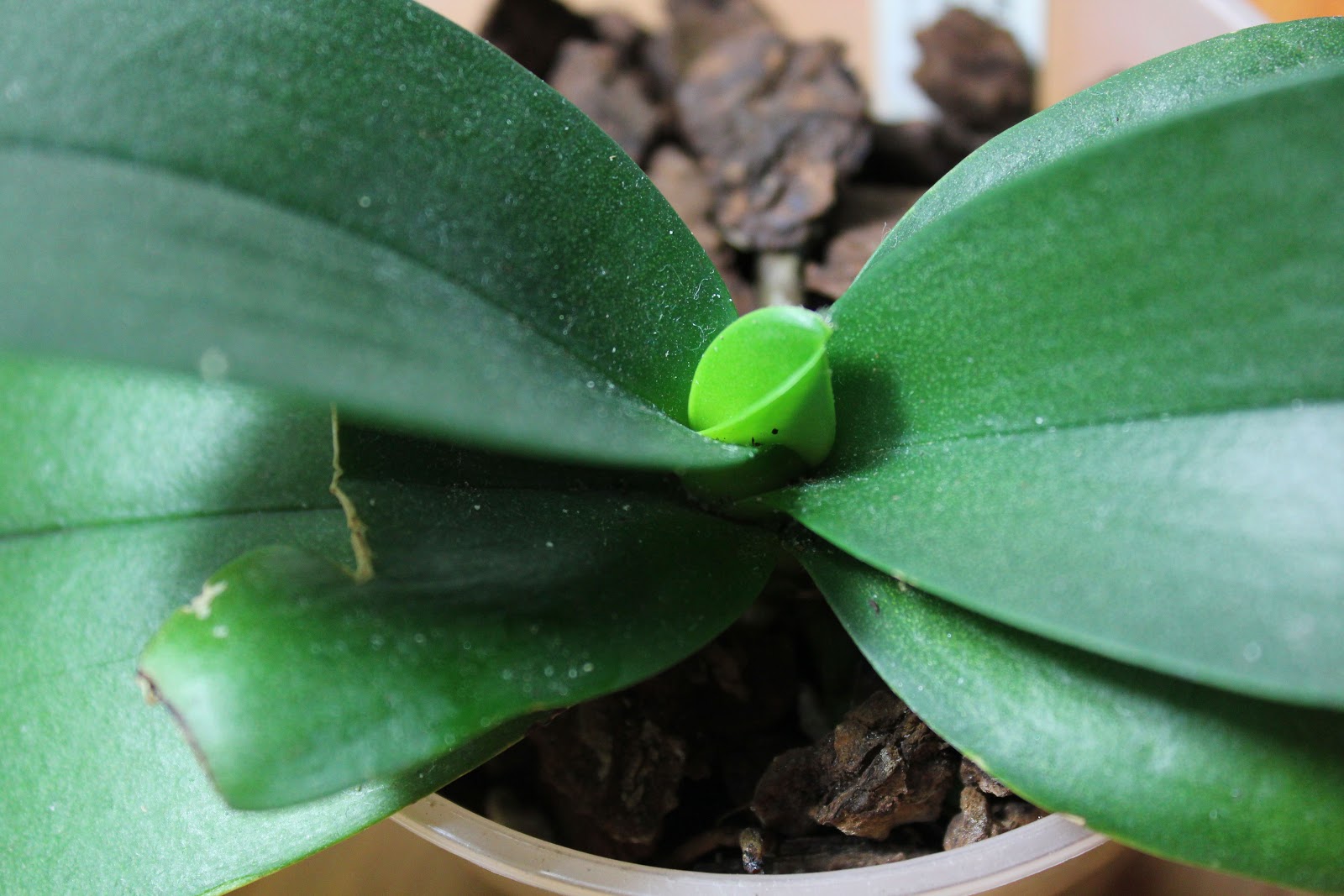 Maria's Orchids New growths abound