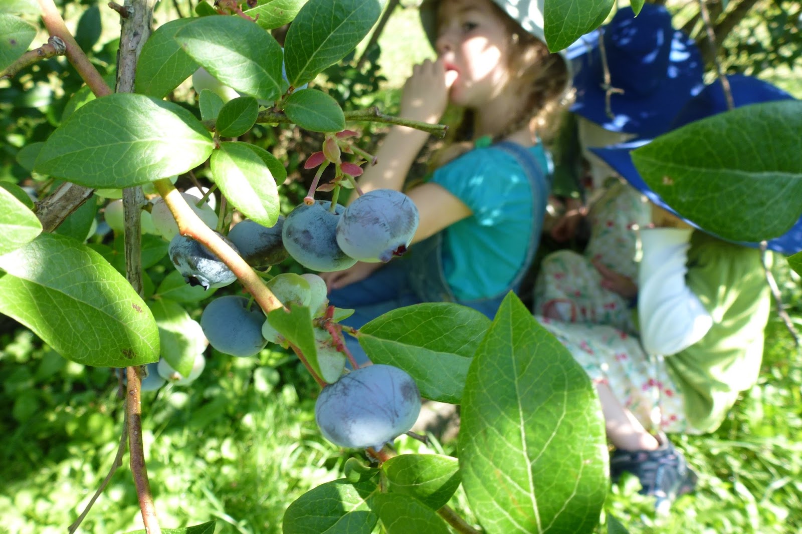 Little City Farm: Blueberry picking!