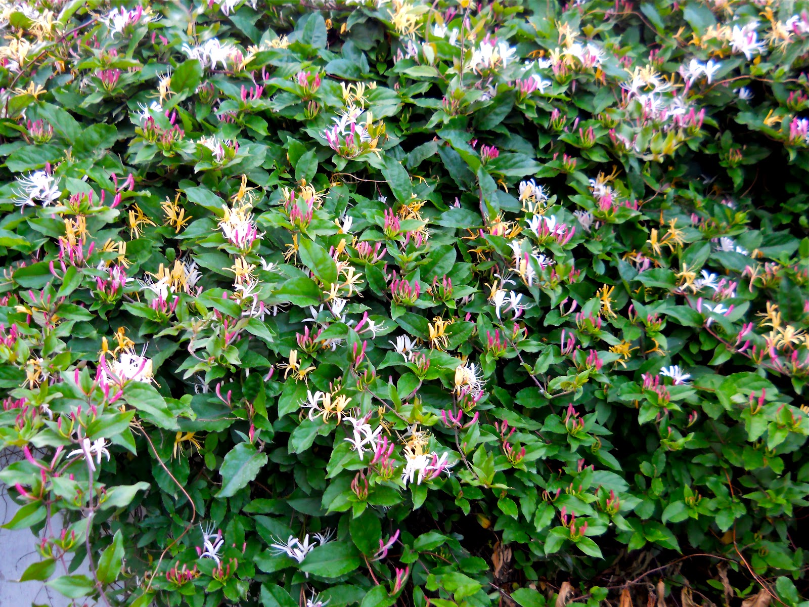 A Kansas Prairie Garden Honeysuckle