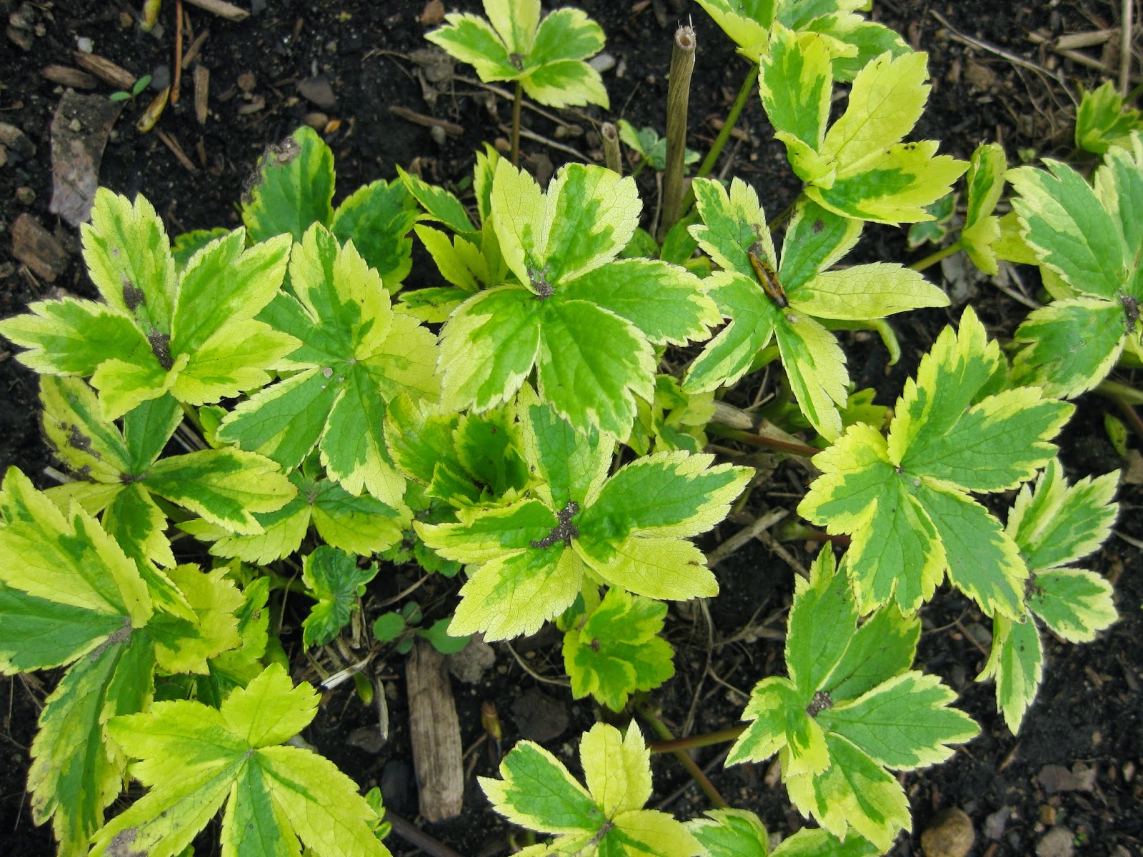 Vw Garden The Pros And Cons Of Rozanne Hardy Geranium