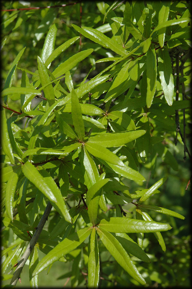 Kims Garden: Willow Oak Planted in Kims Garden