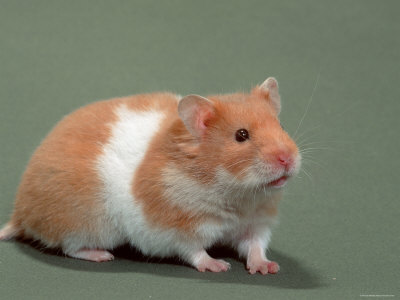 Pets Planet What Syrian Hamster