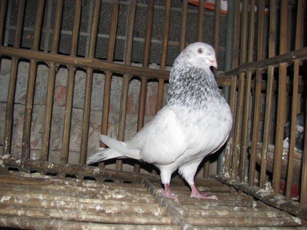 jira goal high flyer pigeon master loft high flyer pigeon in india