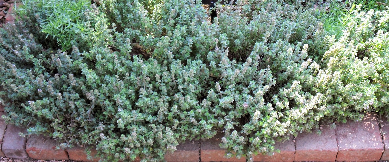Backyard Patch Herbal Blog Lemon Thyme Herb of the Week