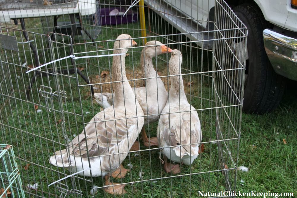 Natural Chicken Keeping The Chicken Swap Meet