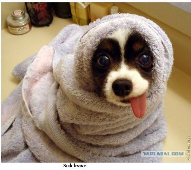 new commercial bathroom home office yoga dog hump new commercial bathroom home office yoga dog hump
