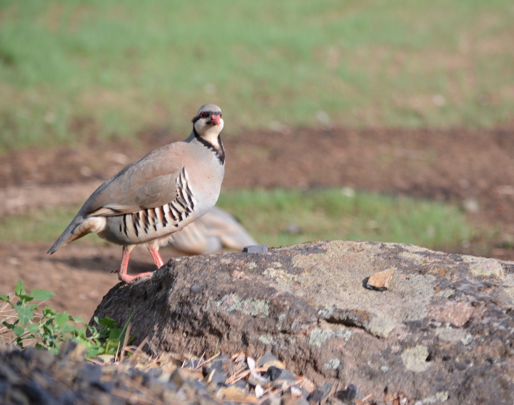 Idaho Chukar Season 2024 Windy Kakalina