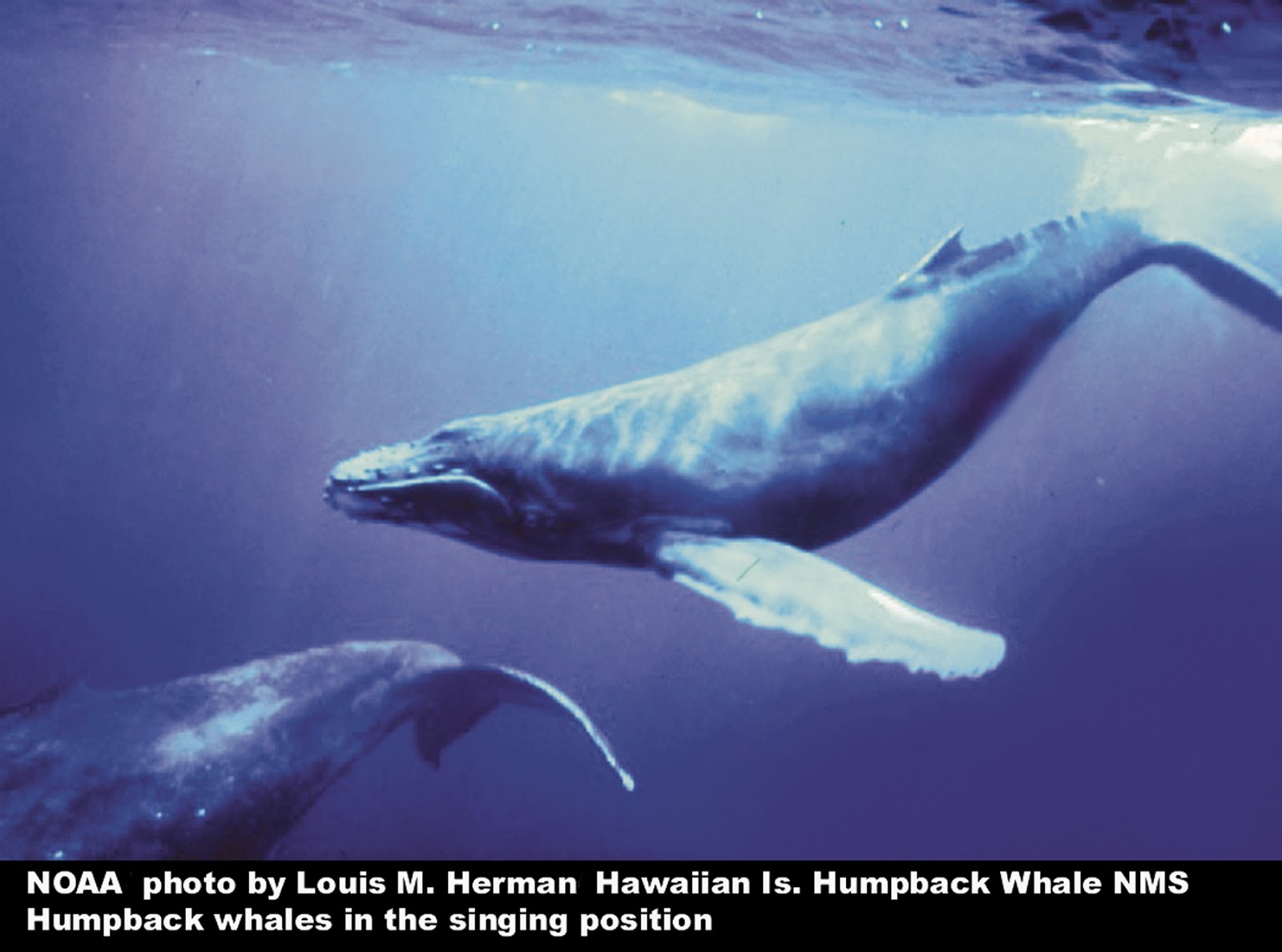 Carnivores and Super Predators: Killer Whales