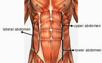 Biology Diagrams,Images,Pictures of Human anatomy and physiology: Abs