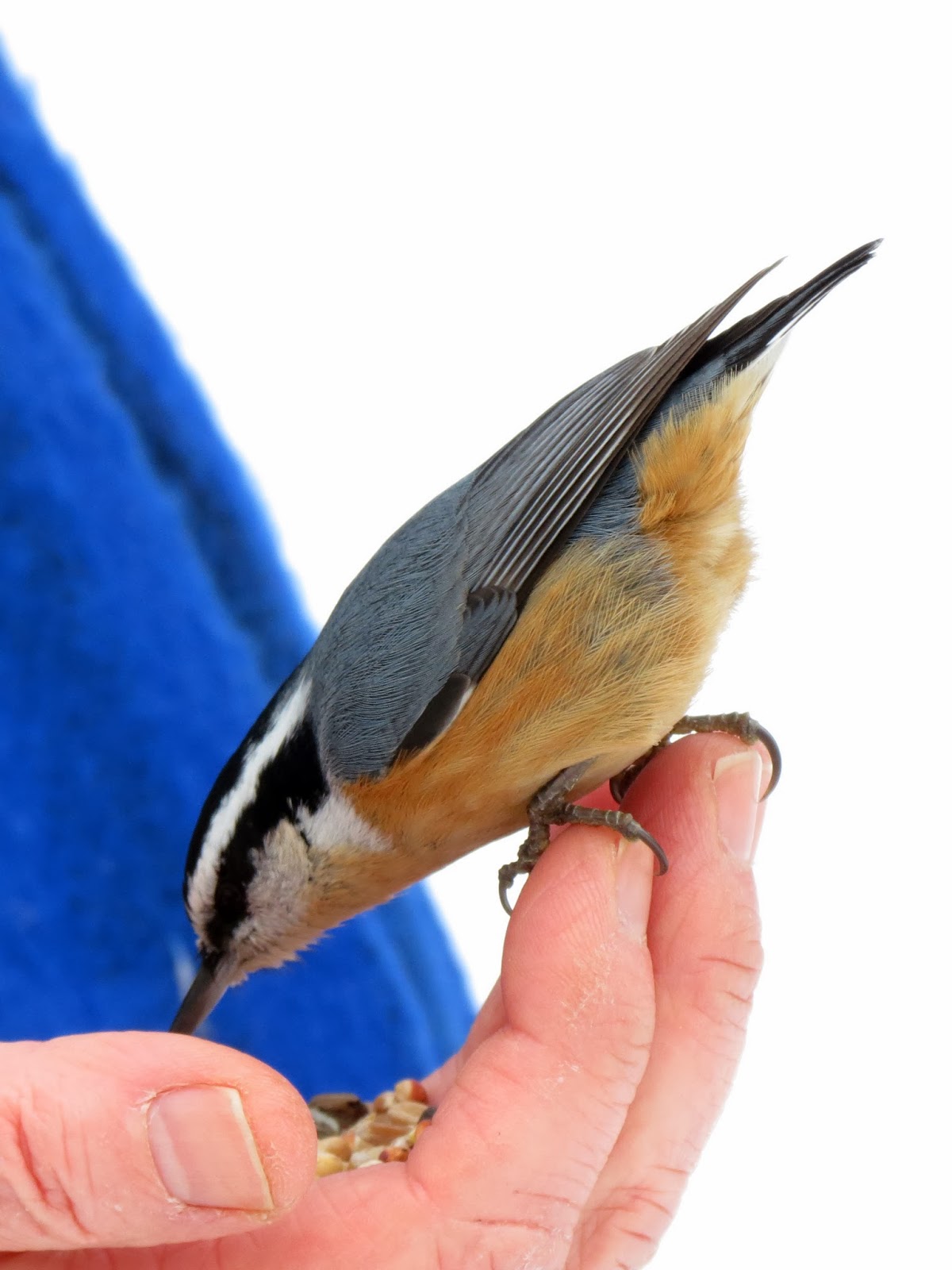 Red-breasted Nuthatch (male) - Lemoine Point CA, Kingston, ON