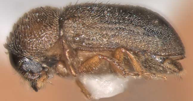 Variety of Life Scolytinae