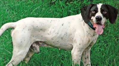 pet carrier front backpack