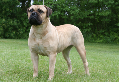 akc bullmastiff