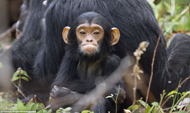 Baby chimp took his first steps, adorable baby chimp, baby chimp photos