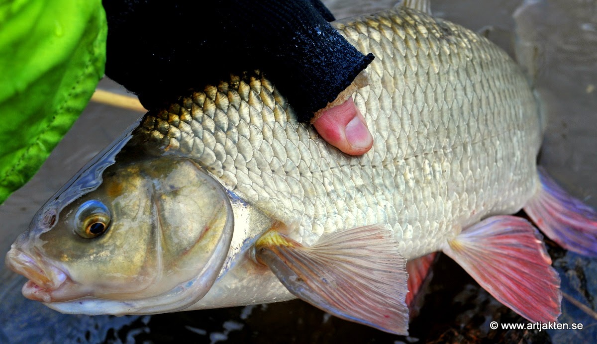 dejtingsajter i england hemsida