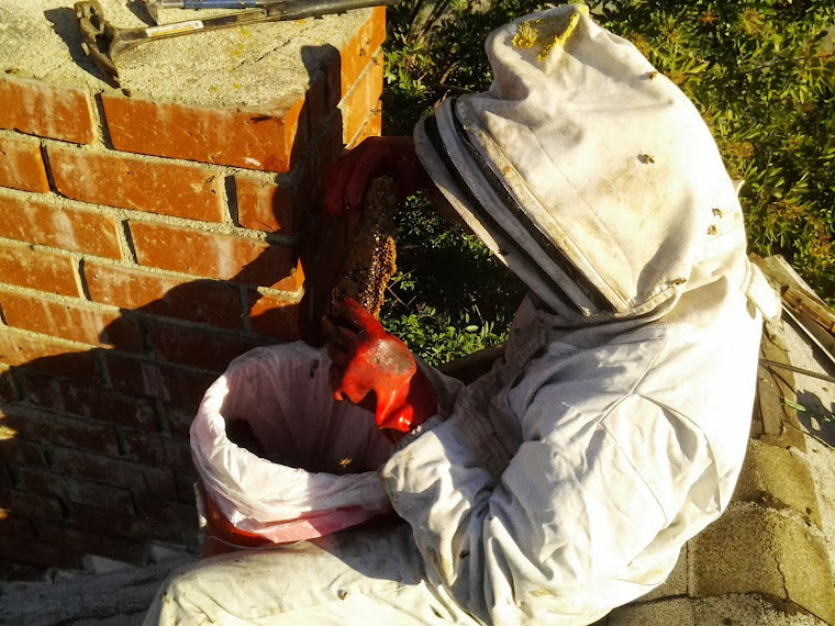 Aaron's Bee Removal