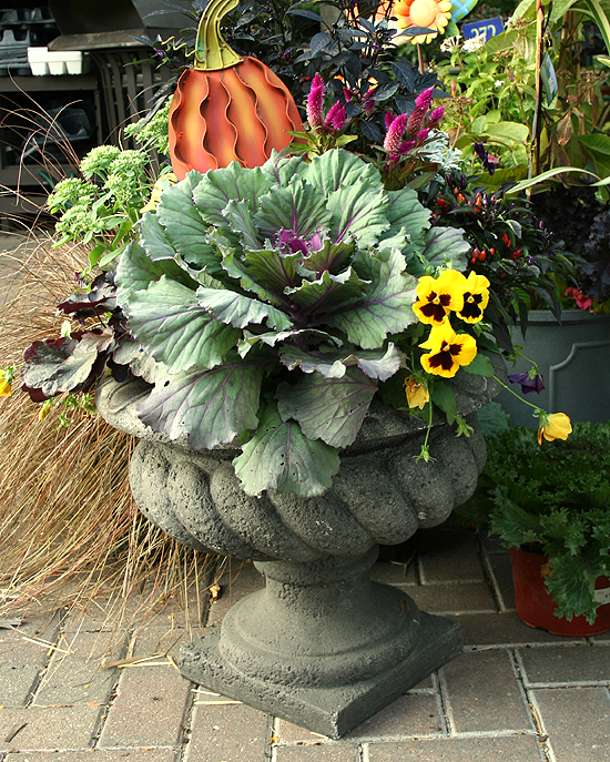 Simple Details frilly ornamental cabbage for fall