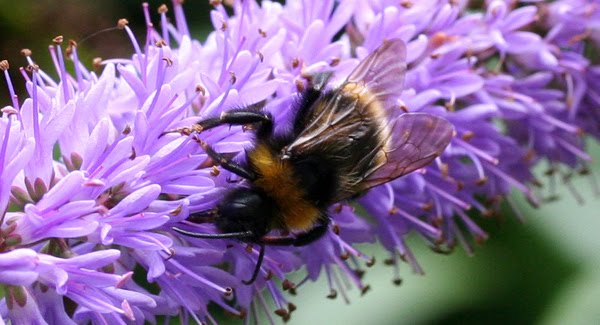 Bees on Purple Hebe, what more could you ask for?