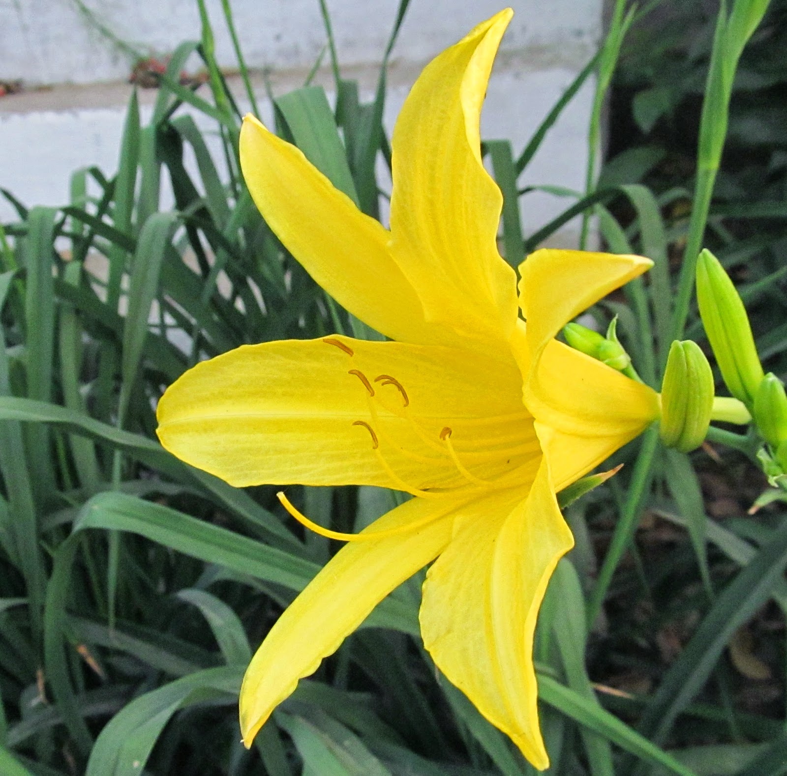 NATURAL & UNIQUE PHOTOGRAPHY LEMON DAYLILY OR YELLOW DAYLILY