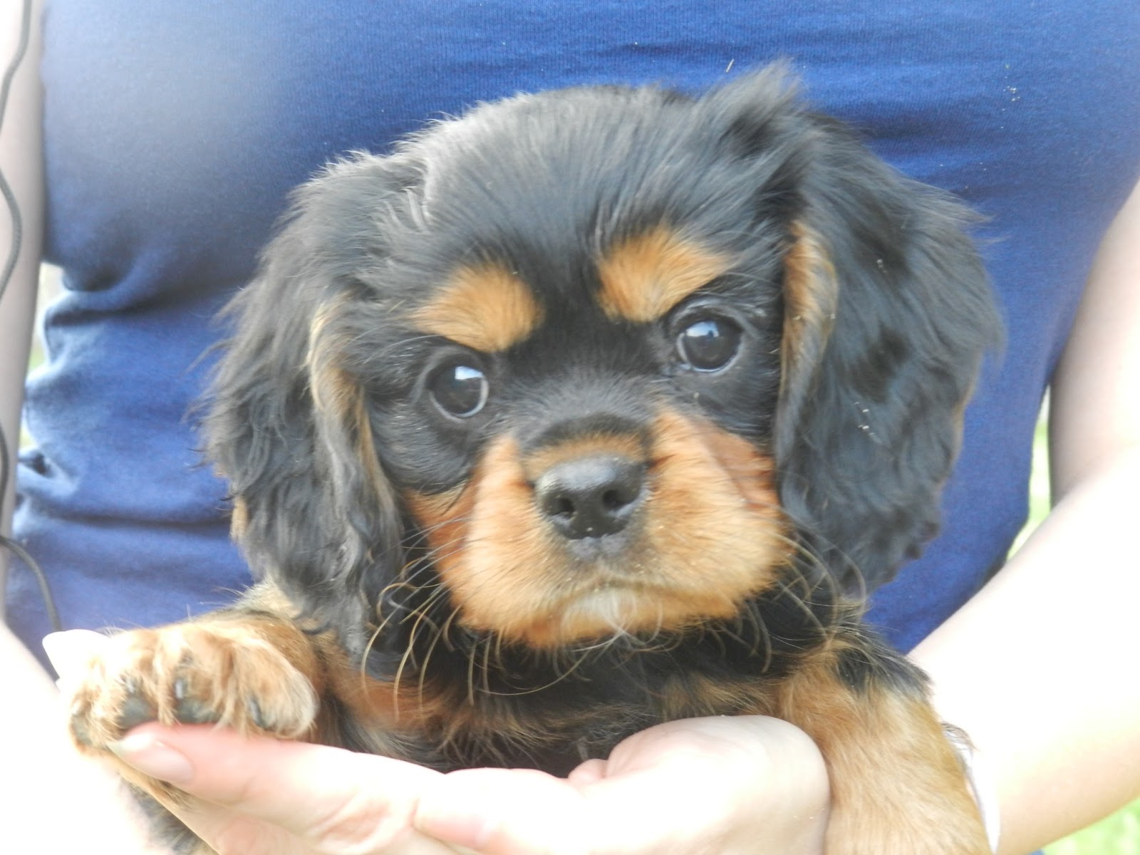 Cavalier King Charles Spaniel Puppies: Puppy Gallery