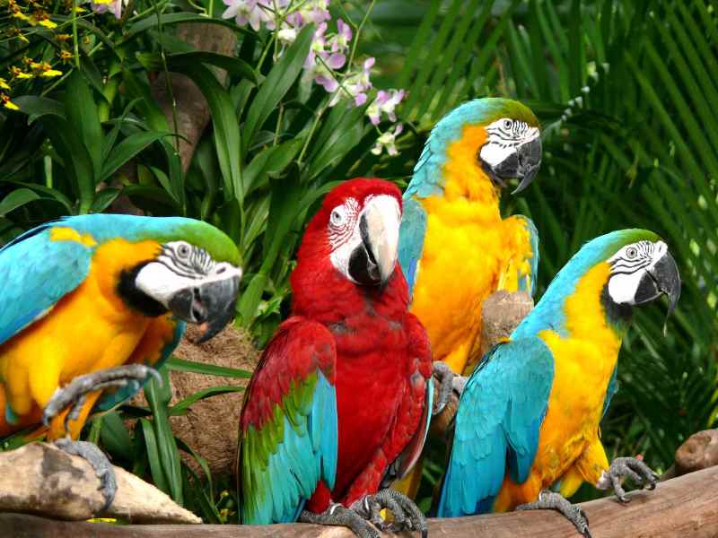 Jurong Birdpark Attraction Popular Singapore Tourist Asia Tour and