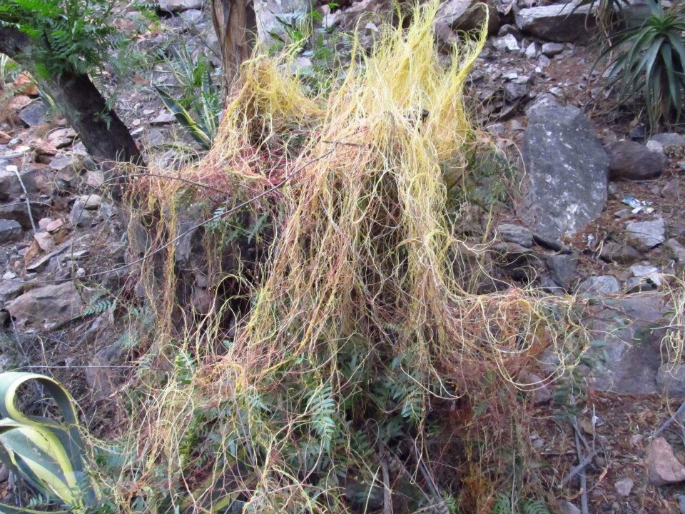 44 Plantas Medicinales Para Que Sirven Y Como Cultivarlas