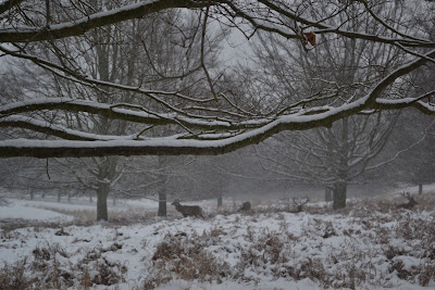 Deer in snow in Richmond Park