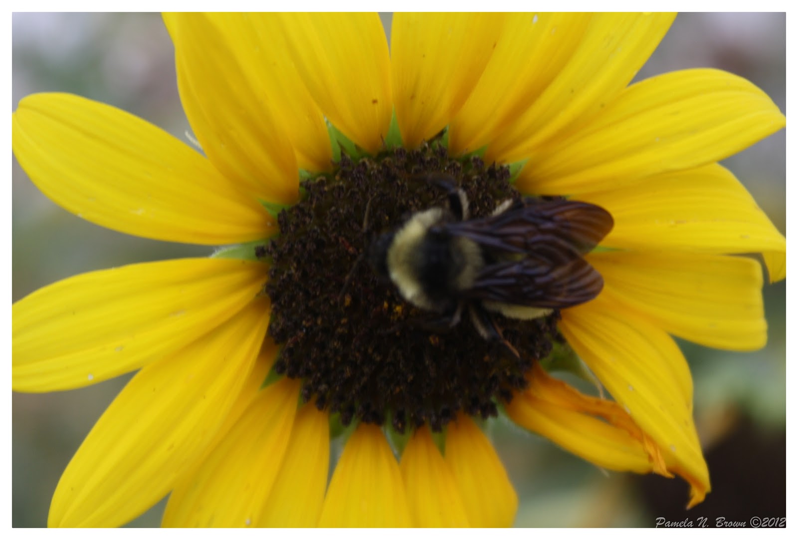 Sunflowers & Rain Pammy's World