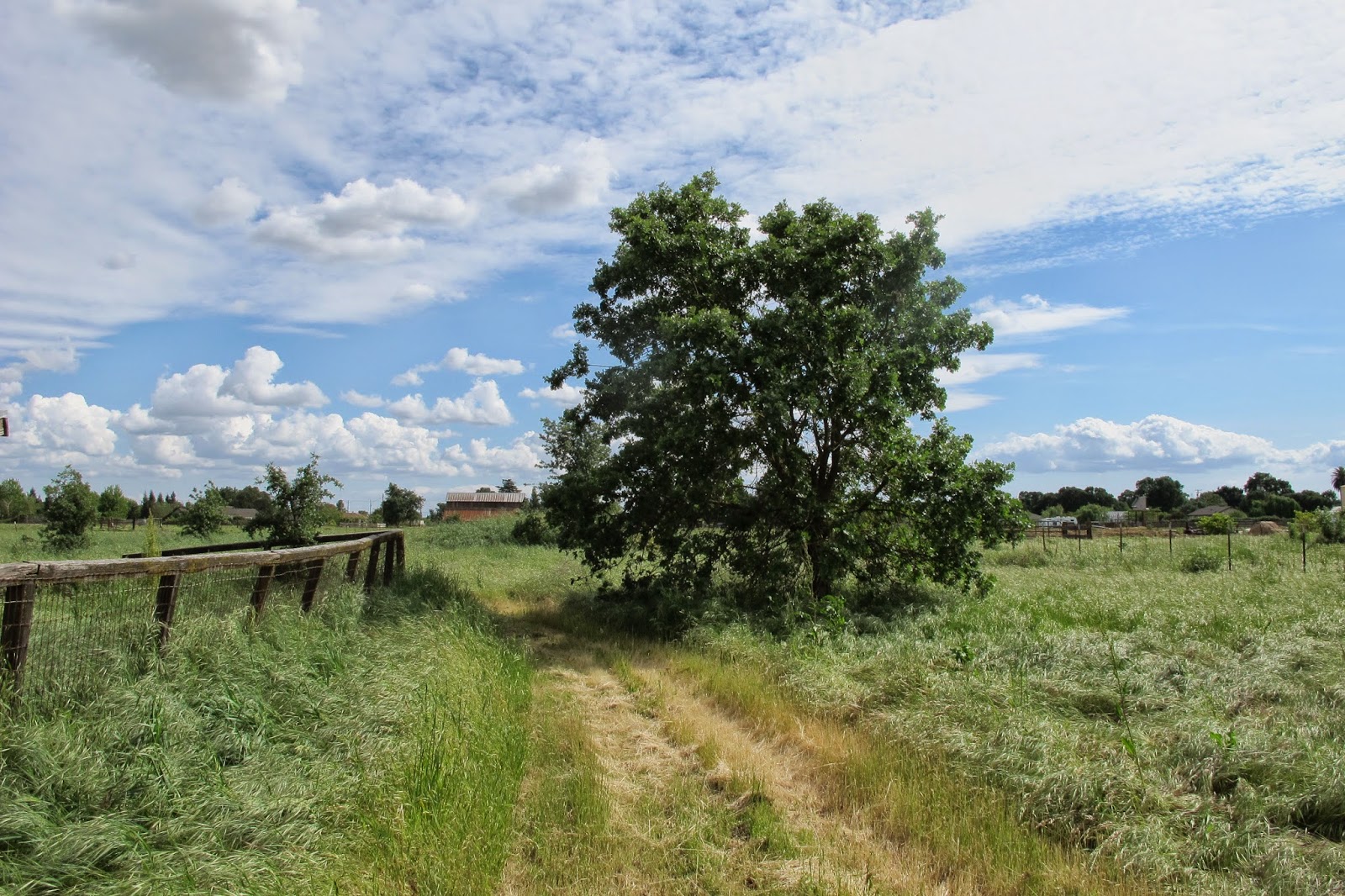 pieceful Daisy baby blanket