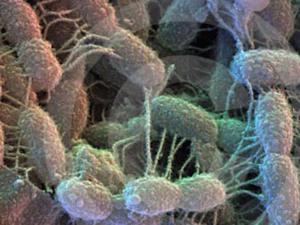 Bakteri dalam Usus Pengaruhi Perilaku Anda