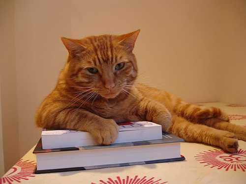 Foto de gato leyendo
