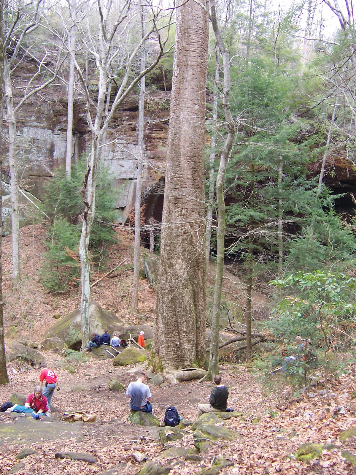 Rex's Adventures The Big TreeSipsey Wilderness AreaBankhead National