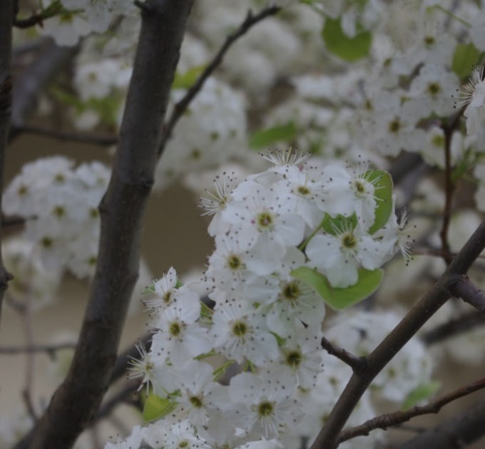 Someday I'll be Dr. Dre This tree smells like poop, and other signs of