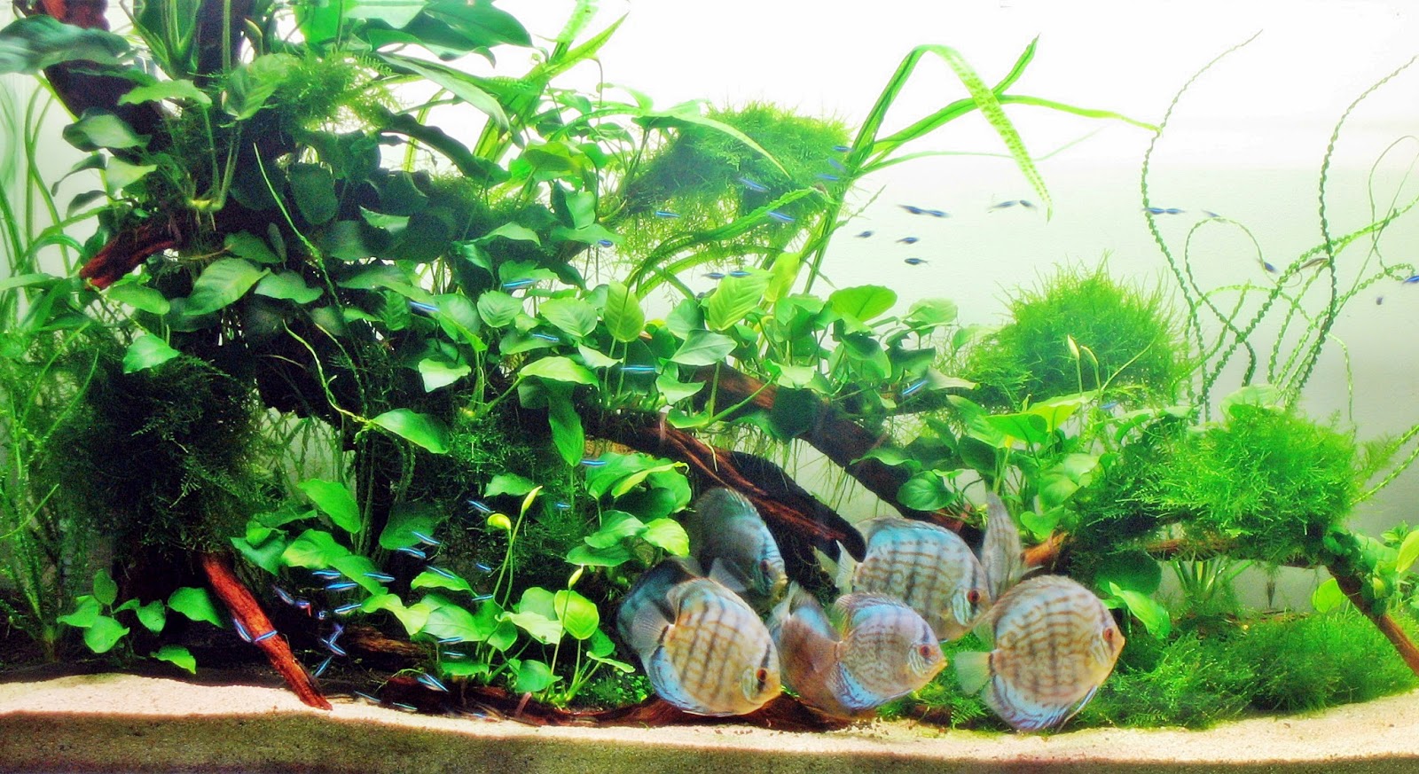 Memelihara Ikan Discus Dalam Aquascape