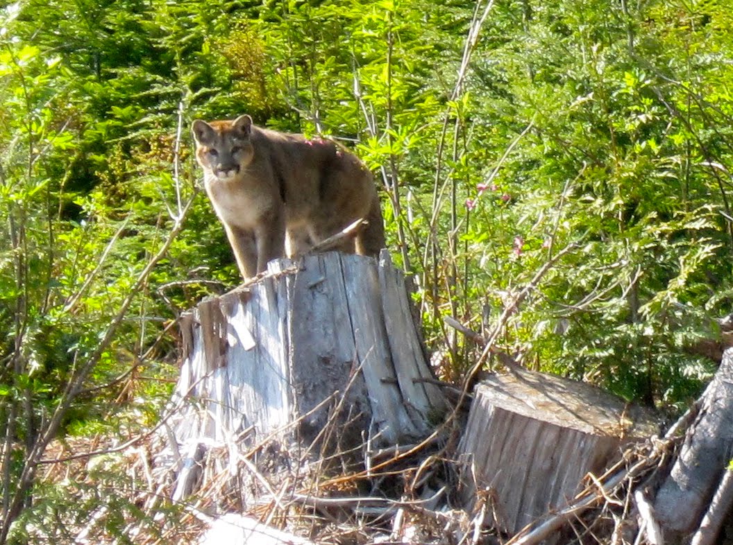 Powell River Books Blog Extreme Cougar Encounter