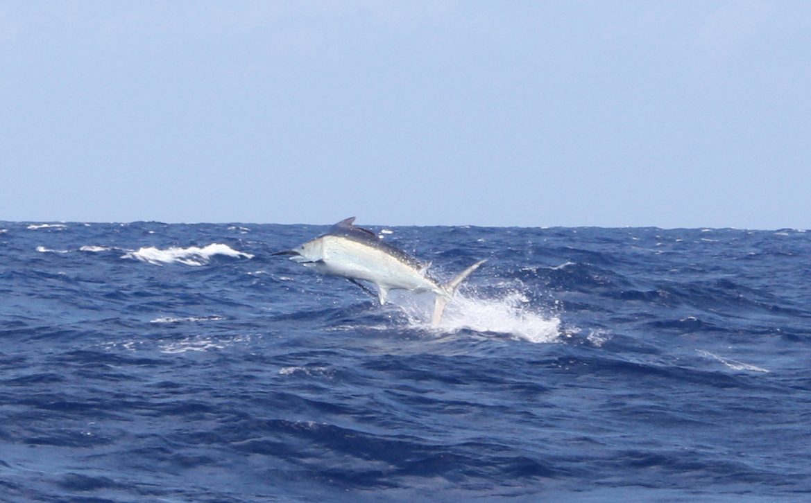 Great fishing continues off Cairns …. | Cairns Marlin Fishing | Black