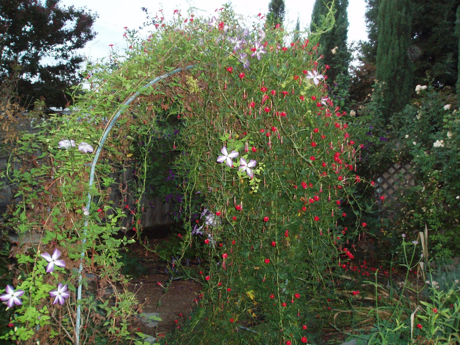 Ipomoea Cardinal Climber / Ipomoea Multifida
