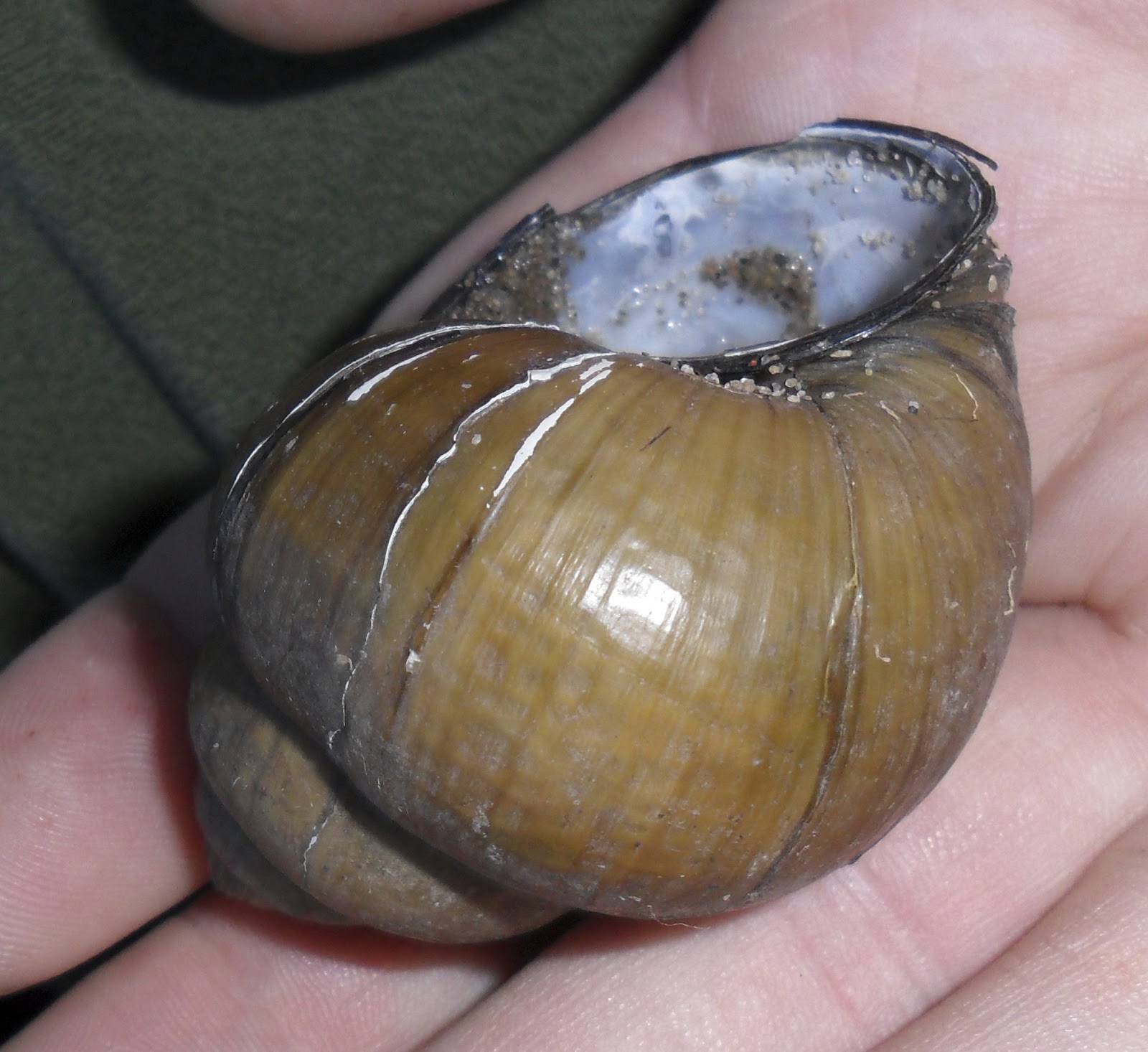 Exploriment Asian Mystery Snail