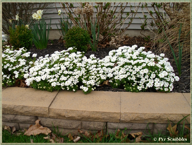 Candytuft An Easy YearRound Garden Beauty