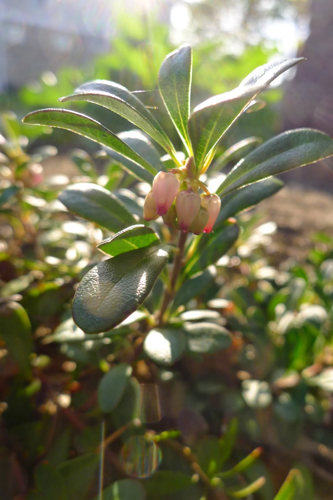 Less Noise, More Green Edible Landscaping Berries in Bloom