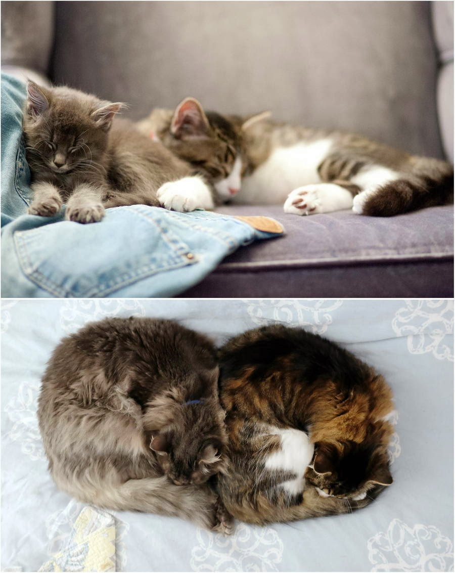 Sharing Funny cats part 90 (40 pics + 10 gifs) Love I Love Funny