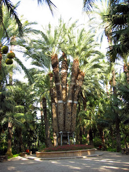 Palmera Imperial