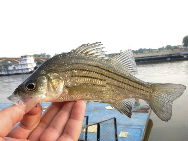 Yellow Bass