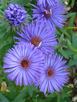 زهرة أستر او النجمية دلال سعدية