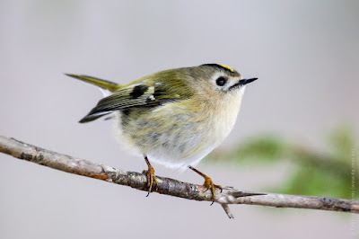 Желтоголовый королек (Regulus regulus). Goldcrest