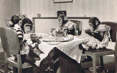 chimp-tea.jpg