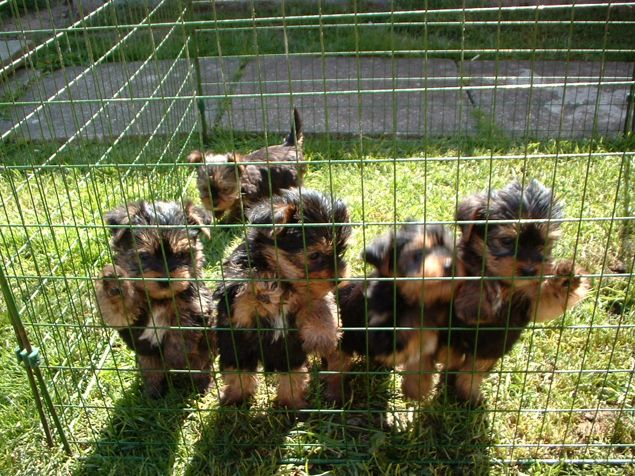 Get yorkshire terriers puppies for sale mn baxter