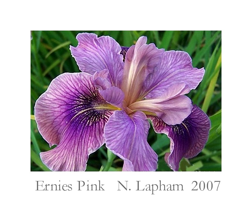 New Zealand Siberian Iris 'ERNIE'S PINK' HERITAGE IRISES