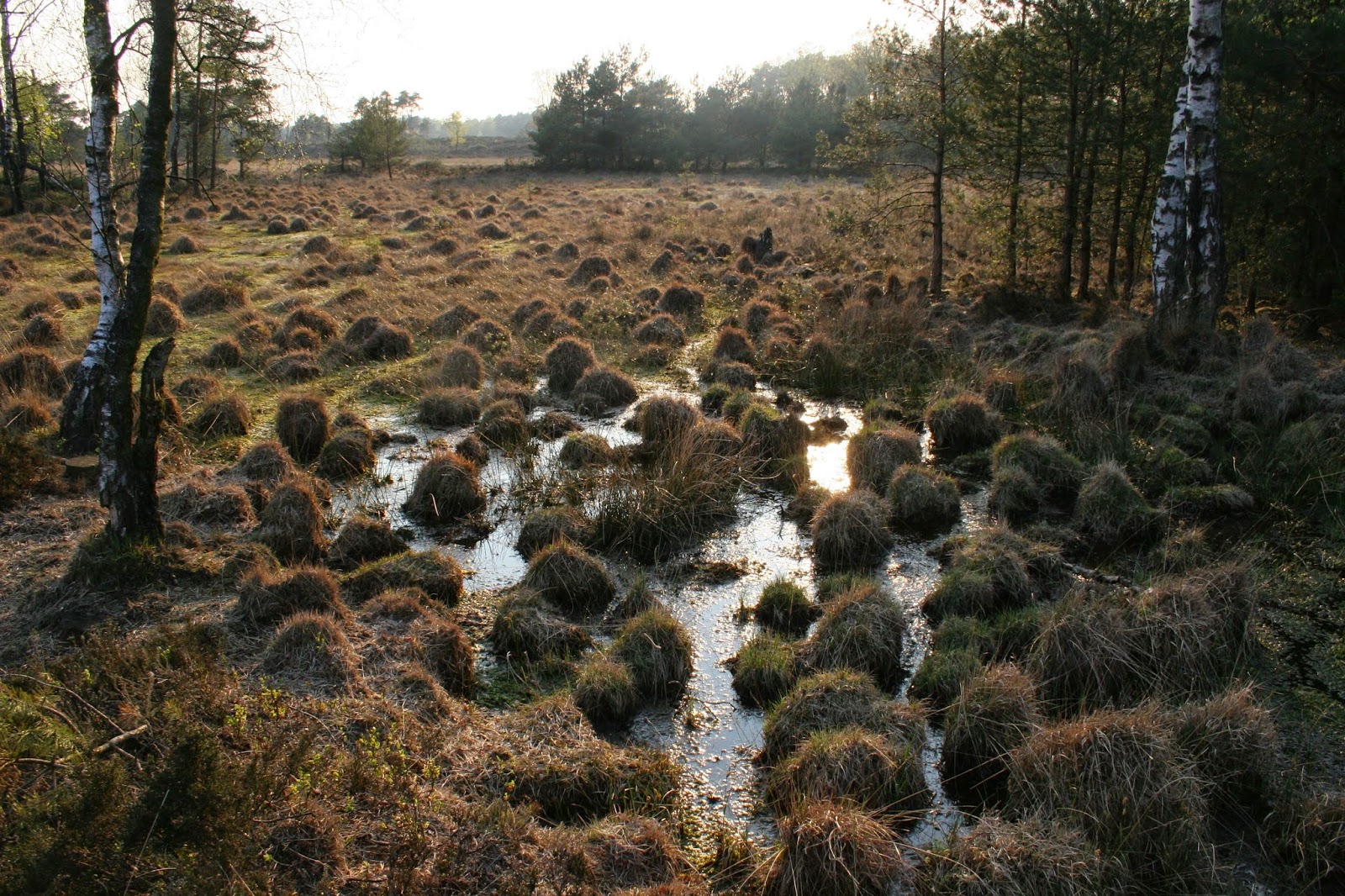 Kikkerwacht.noord veluwe: januari 2015